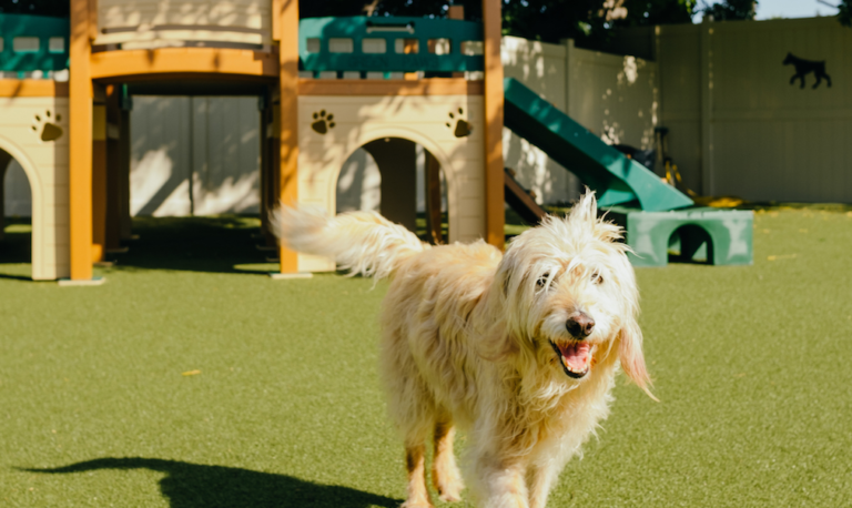 “parco degli amici-parco educativo per cani”,