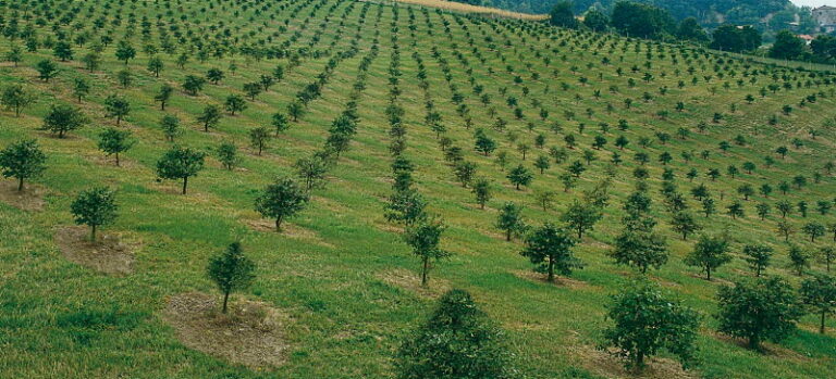 Contributi per imboschimenti su terreni agricoli mediante impianti tartufigeni