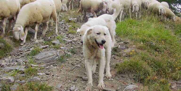 Cani pastore, pericolo randagismo e aggressioni. A Pereto il Sindaco impone regole severe