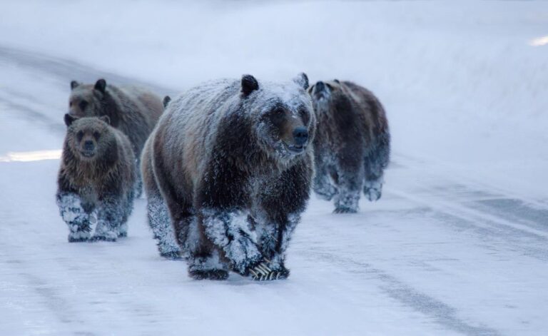 Spopola online il video di un'orsa e i suoi cuccioli tra la neve. PNALM: "non è la nostra Amarena"