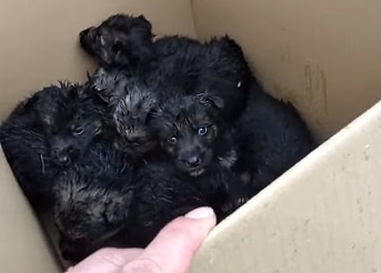 Cuccioli abbandonati in uno scatolone sotto la pioggia tra Pescina e San Benedetto