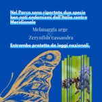 Le farfalle endemiche nel Parco Nazionale d’Abruzzo