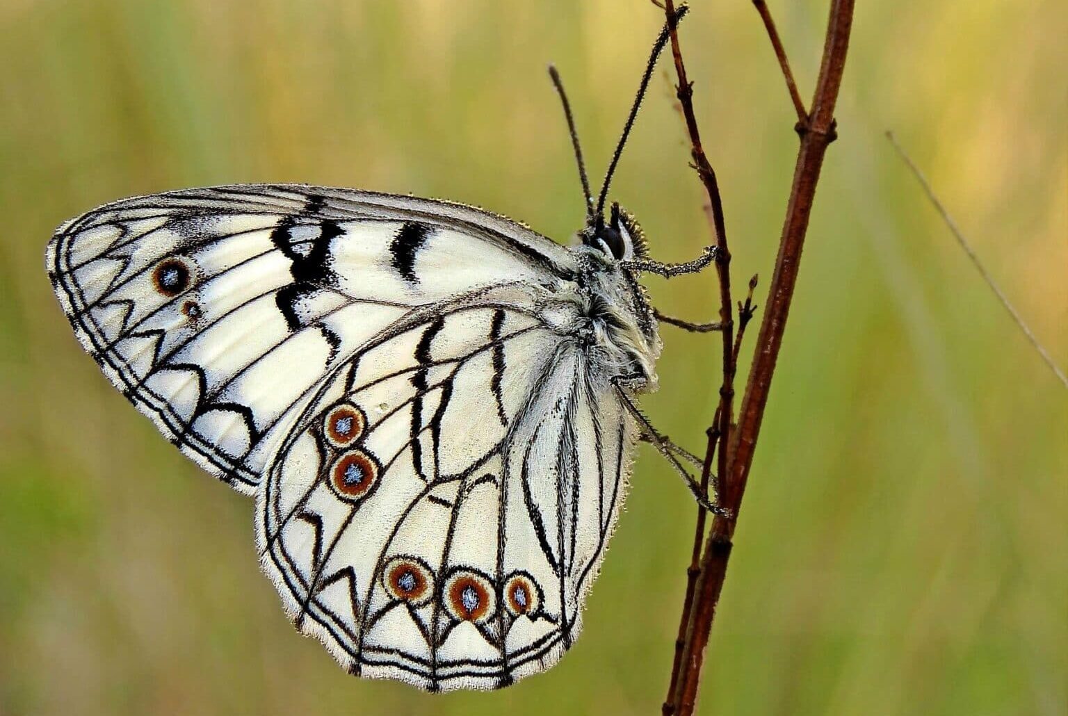Le farfalle endemiche nel Parco Nazionale d’Abruzzo