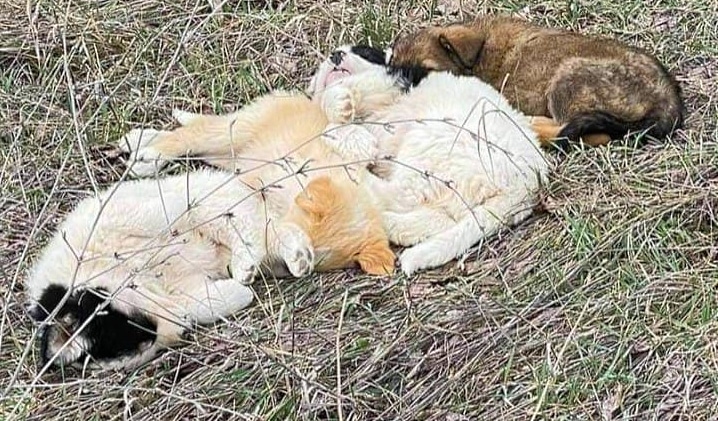 Cuccioli buttati in un campo a Celano, recuperati e messi in salvo da una ragazza