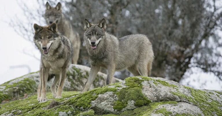 Una coppia di lupi avvistati sulla SS 83 verso Fucino, agli automobilisti si richiede massima attenzione