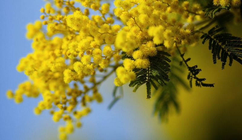 Perché l'8 marzo, per la Festa della Donna, si regalano le mimose?
