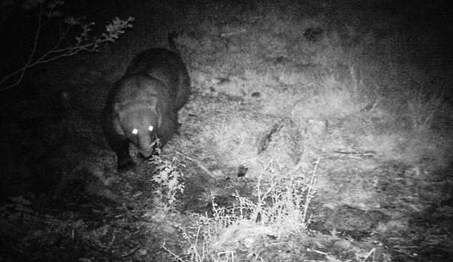 Un orso si aggira in paese di notte a caccia di miele