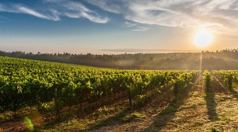 Cambiamenti climatici e filiera del vino. Progetto di sostegno per i viticoltori abruzzesi