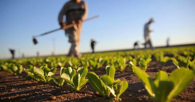 Aiuti a favore di aziende agricole e PMI colpite dalla crisi Covid-19: domande entro il 12 maggio