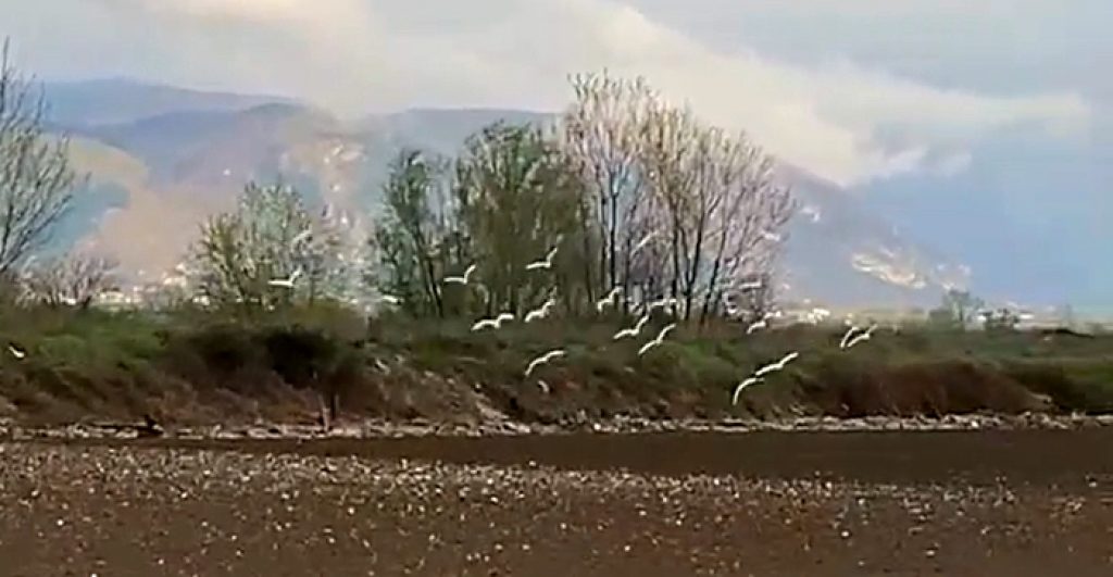 Aironi in volo sul Fucino in un video di Dino Iacutone
