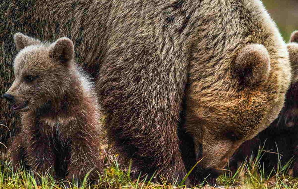 Attraversamento orsi e altri animali selvatici della sede autostradale: riunione in Prefettura