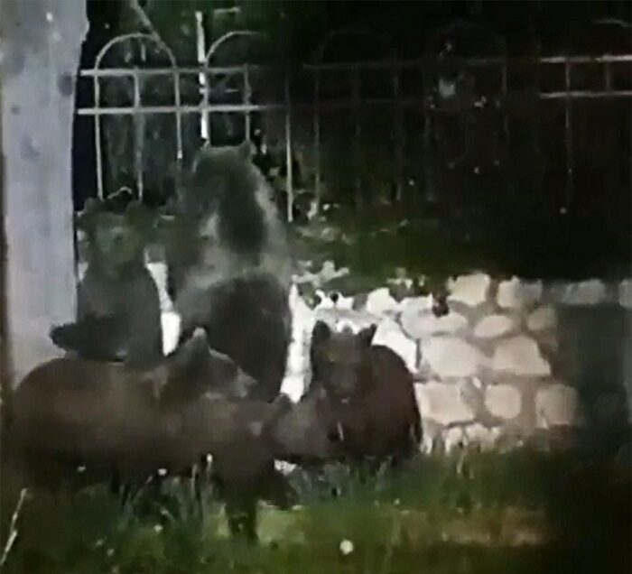 L'orsa Amarena e 4 cuccioli, le ragioni che la spingono verso il centro abitato