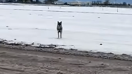 L'uomo che gioca con il lupo, nel Fucino accade anche questo (VIDEO)