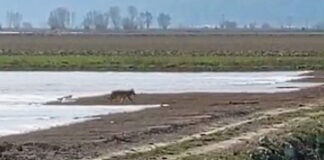 Due lupi in giro per Fucino nei pressi di San Benedetto dei Marsi (video)
