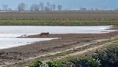 Due lupi in giro per Fucino nei pressi di San Benedetto dei Marsi (video)