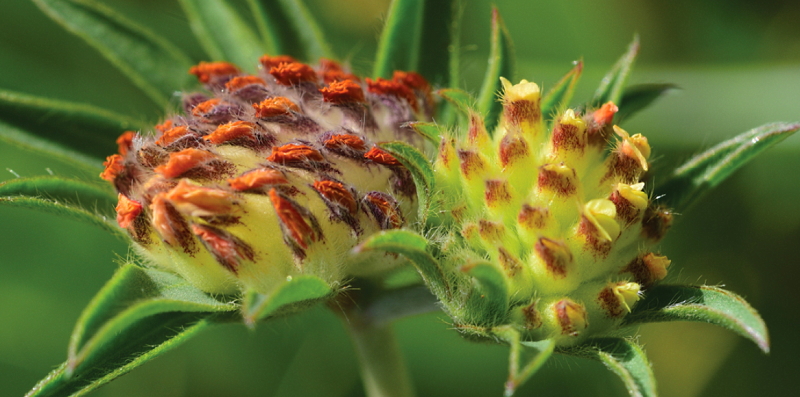 Scoperta una nuova specie vegetale nel Parco Nazionale d'Abruzzo Lazio e Molise, l'Anthyllis apennina