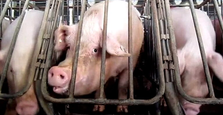 Stop ad allevamenti intensivi e all'uso delle gabbie per animali in Abruzzo, la richiesta di Pettinari