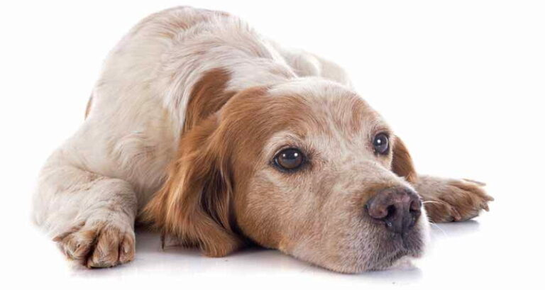 Pescina Comune a 4 zampe: giornata dedicata all'identificazione canina con apposizione di microchip