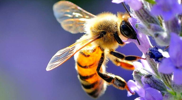 Giornata mondiale delle api, la loro tutela è fondamentale per conservare la biodiversità