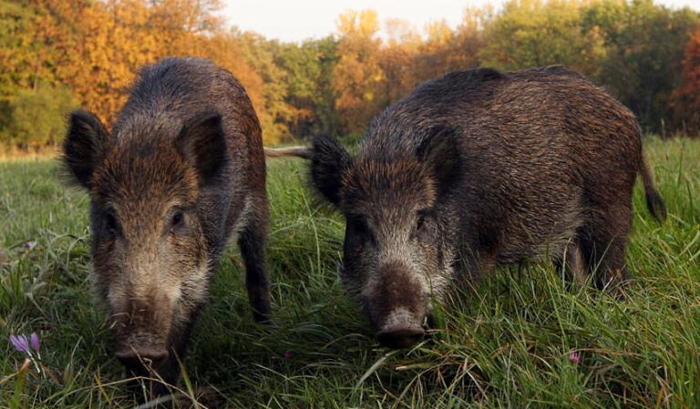 Cinghiali a Ortona dei Marsi: saranno allontanati ricorrendo all'ausilio di cani addestrati