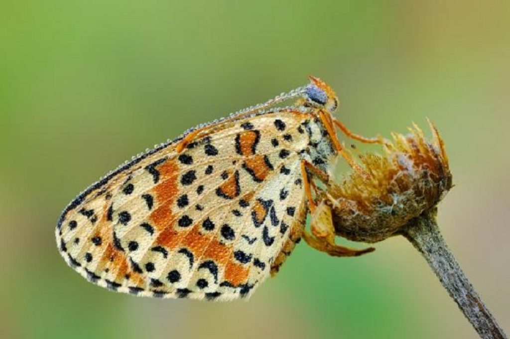 Il Parco Nazionale D’Abruzzo promuove il primo Webinar sulle Farfalle degli Appennini