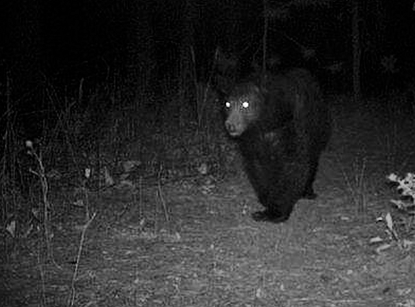 Nuove visite notturne dell'orso marsicano a Santa Maria, Cesoli e Carrito