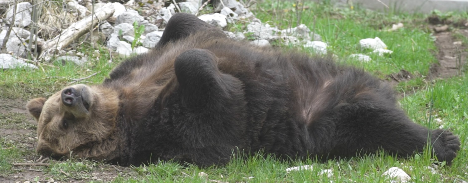 Come comportarsi con gli orsi confidenti? Oggi incontro pubblico a Casali d'Aschi