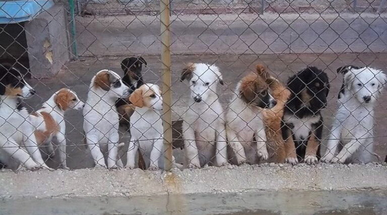 Rifugi per cani randagi: dal Viminale contributi ai Comuni. Soddisfazione della deputata abruzzese Daniela Torto