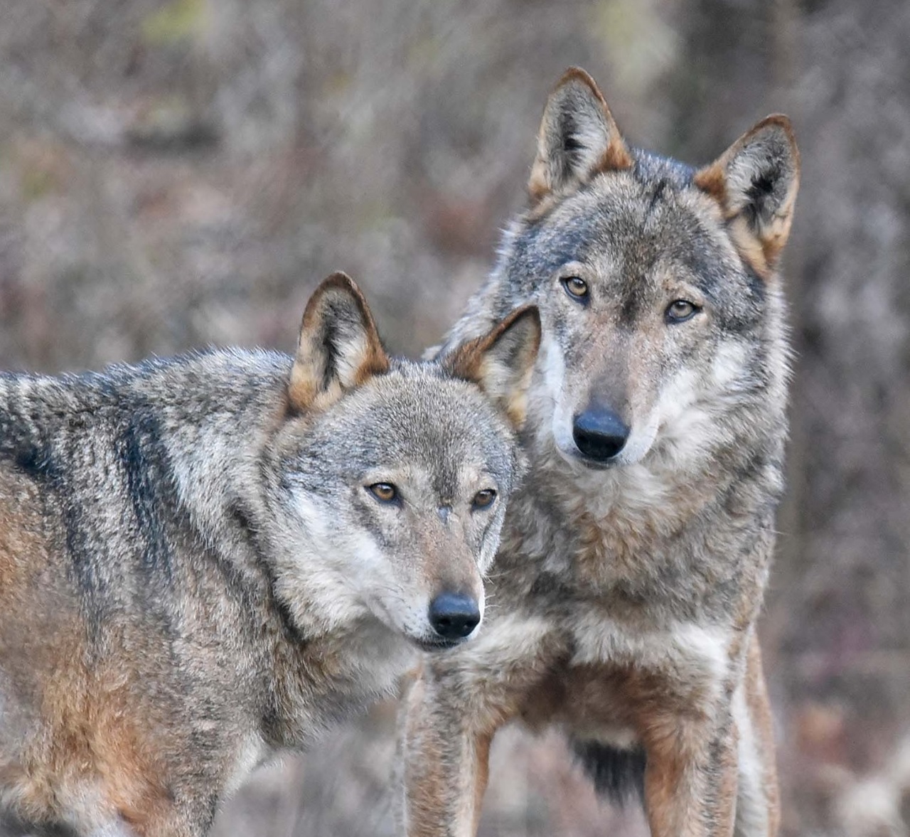 Il PNALM saluta Dacia e Er Bufera, la coppia di lupi appenninici dominante per molti anni