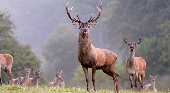 Caccia al cervo in Abruzzo? Il netto no del WWF