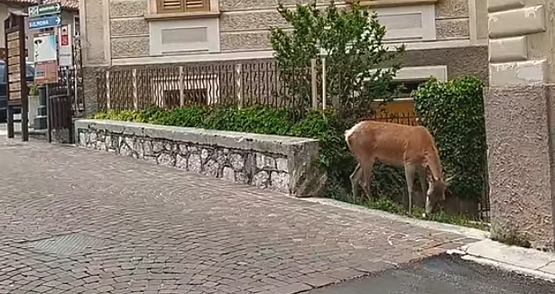 Un cervo mangia l'erba nelle aiuole in piazza