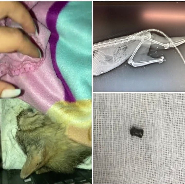 Gattina vittima di una tagliola a Cese: zampa amputata