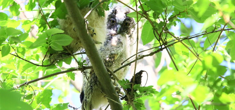 Non raccogliere gli uccelli appena involati: i genitori sanno accudirli meglio di noi!