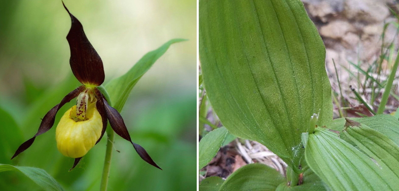 Incivili al Parco Nazionale d'Abruzzo, Lazio e Molise: recisa una rara orchidea Scarpetta di Venere