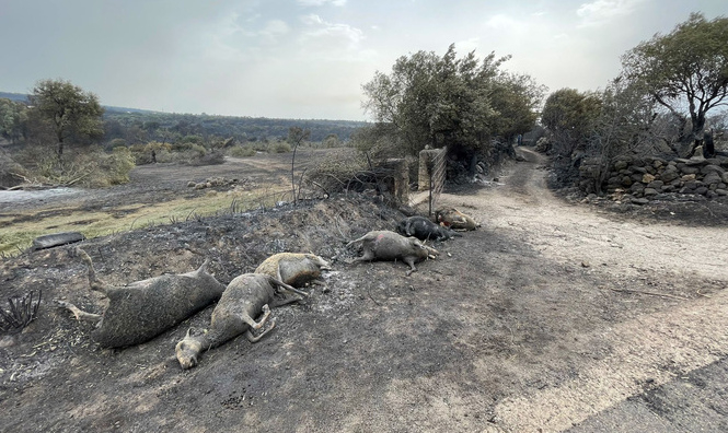 incendio sardegna