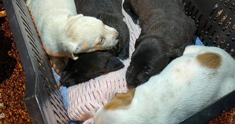 Otto cagnolini abbandonati in una cassetta di plastica ad Avezzano