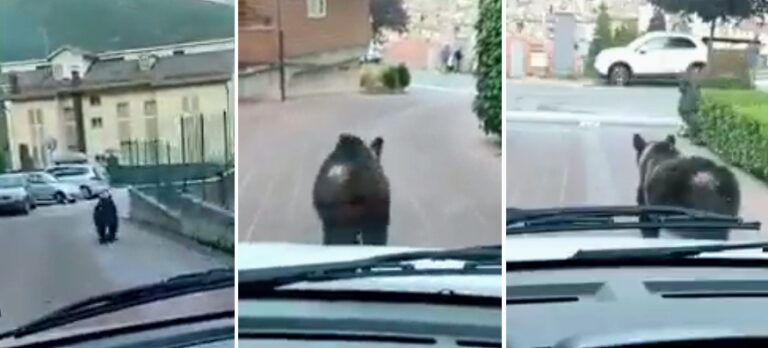 Orso marsicano inseguito da un'auto. WWF Abruzzo: "valuteremo se attivarci in sede legale per maltrattamenti"