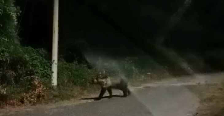 Incontro ravvicinato con l'orso marsicano a Villavallelonga (video)