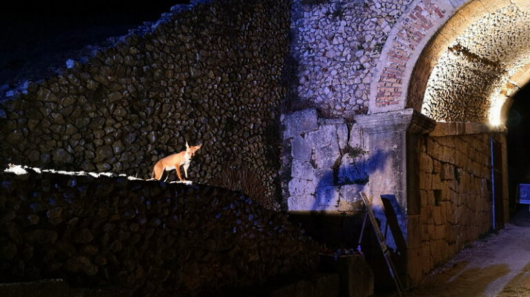 Una volpe sorveglia l'ingresso all'Anfiteatro romano di Alba Fucens