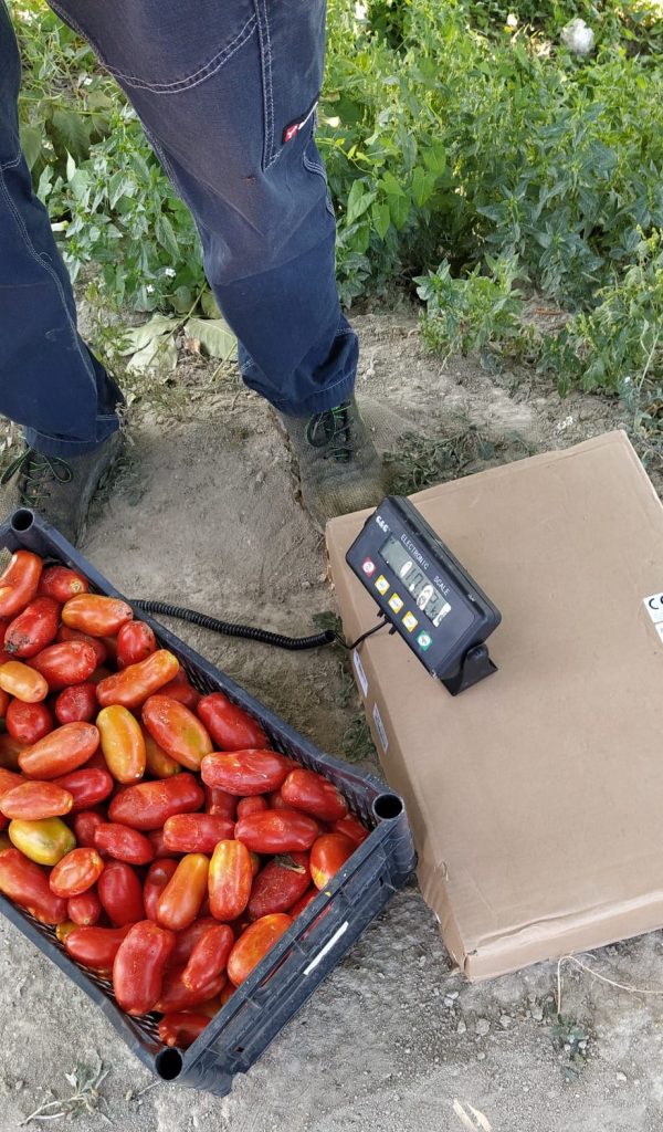 Istituto Agrario “A. Serpieri”, prove in campo per valutare nuove varietà di pomodoro con ISI Sementi SPA e Lago d'oro dei F.lli D'Apice