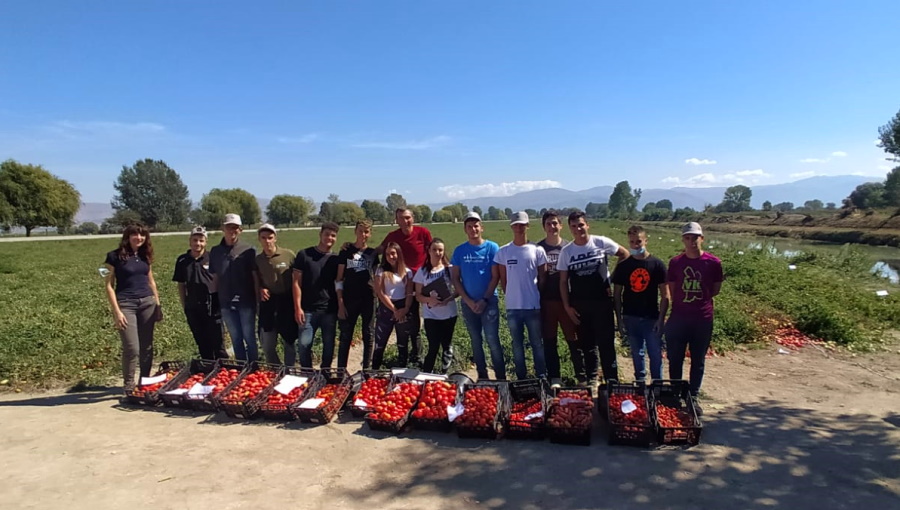 Istituto Agrario “A. Serpieri”, prove in campo per valutare nuove varietà di pomodoro con ISI Sementi SPA e Lago d'oro dei F.lli D'Apice