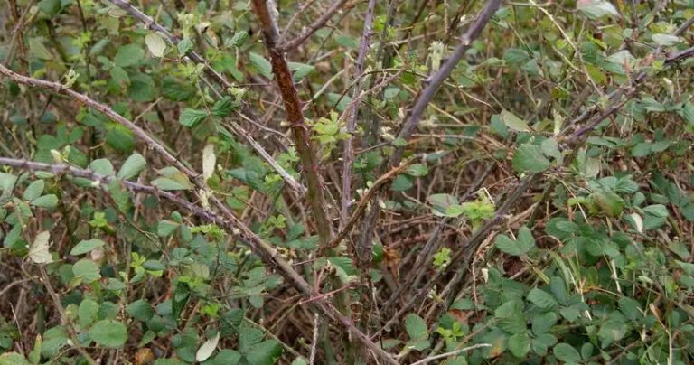 Interventi di pulizia e messa in sicurezza di diverse aree verdi invase da rovi e arbusti nel territorio di Pescina