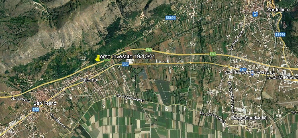 Orso marsicano investito sull'A25 tra Avezzano e Celano. WWF Abruzzo: "gli interventi sulla Strada dei Parchi non sono più prorogabili"