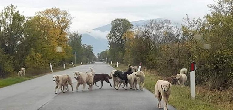 Branco di cani randagi tra Trasacco e Collelongo