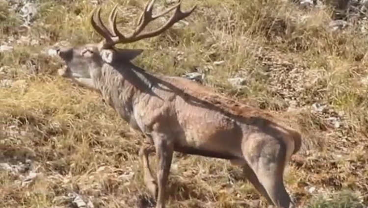 I bramiti del cervo in amore in un video di Giancarlo Sociali