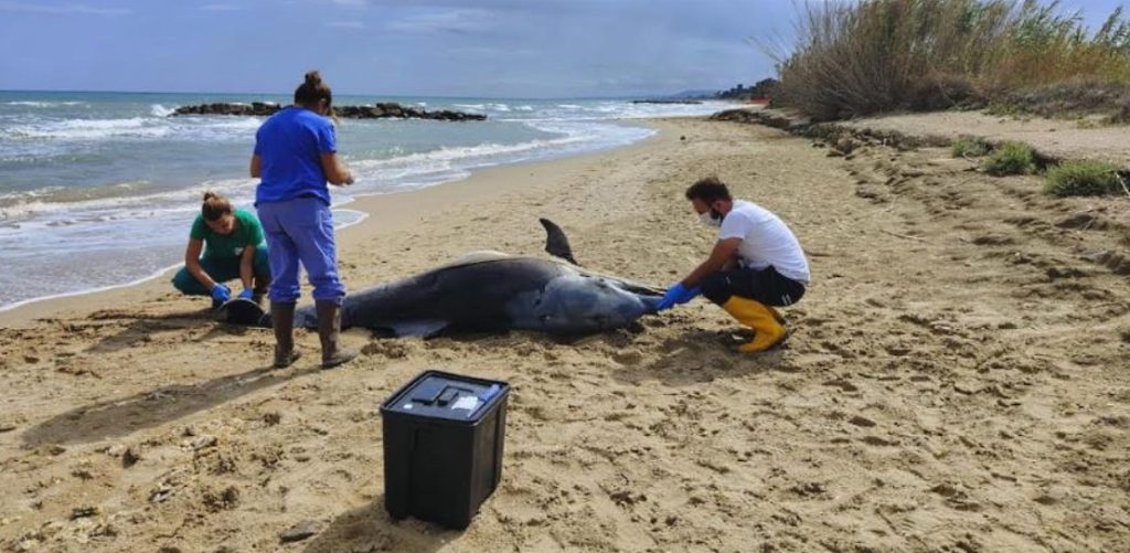 Due delfini spiaggiati sulla costa abruzzese: emergenza interazioni con le attività umane