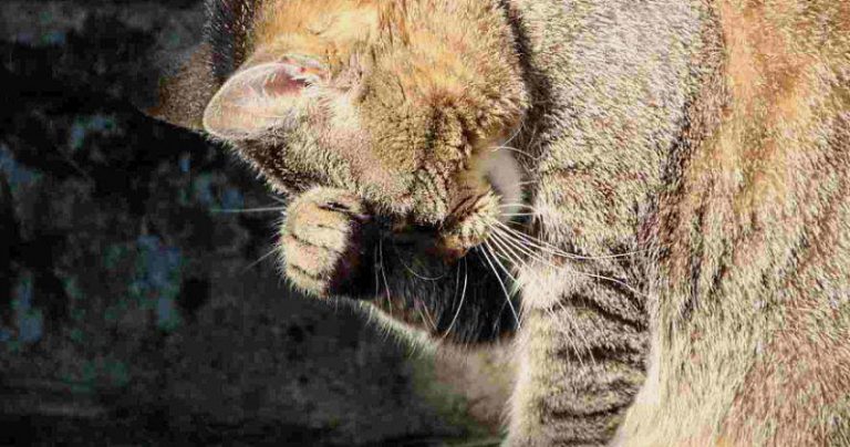 Avvelenato gatto a Tagliacozzo, la proprietaria: "fate attenzione ai vostri animali"