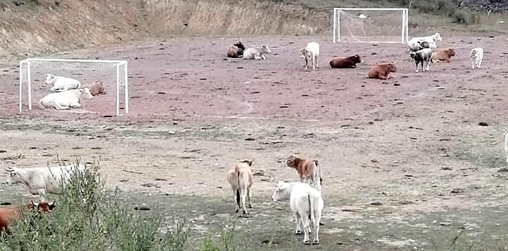 Il campetto di calcio di Petrella Liri "invaso" dalle mucche