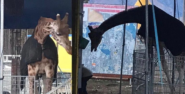 Ad Avezzano animali del circo al freddo: partita la petizione online