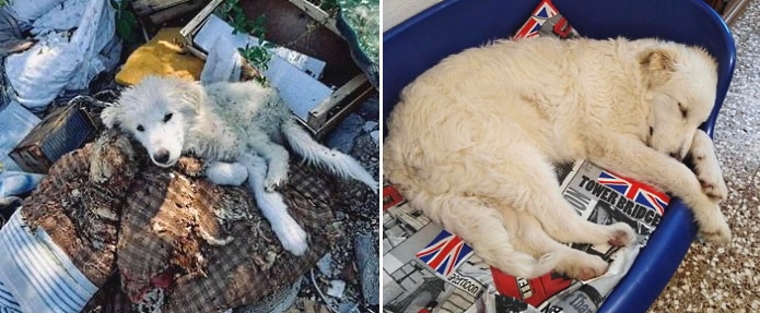 La cagnolina recuperata tra i rifiuti ha trovato una famiglia che l'ha adottata
